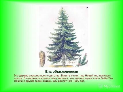 Жизнь ели
