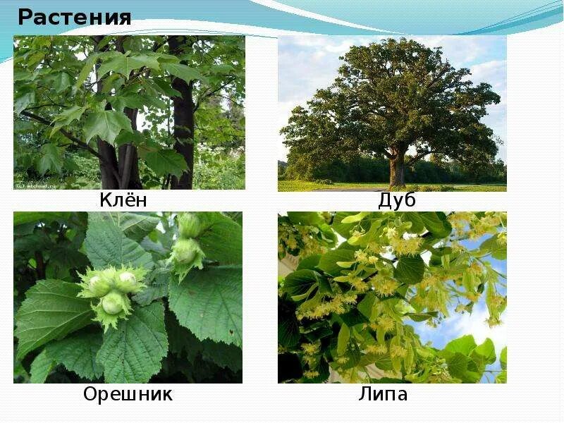 Как отличить клен от ясеня. Широколиственный лес дуб липа клен. дуб липа вяз клен. клен остролистный, липа, ясень, вяз. дуб, клен, липа, ясень и орешник.