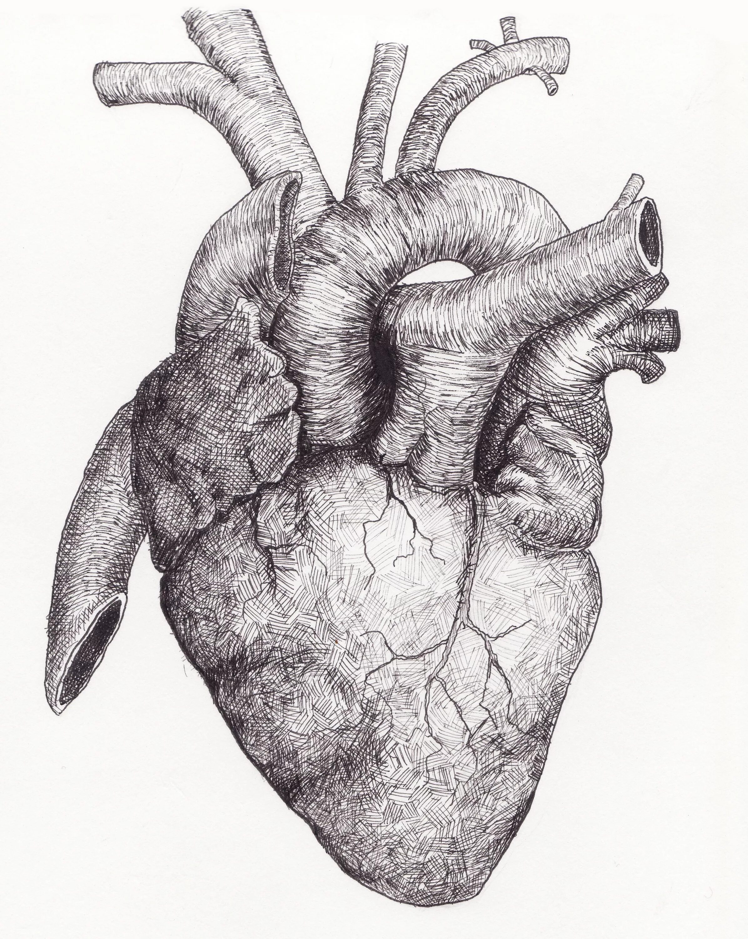 Орган сердце человека рисунок. Человеческое сердце карандашом. Анатомическое сердце человека. Анатоанатомическое серуе. Человеческое сердце рисунок.