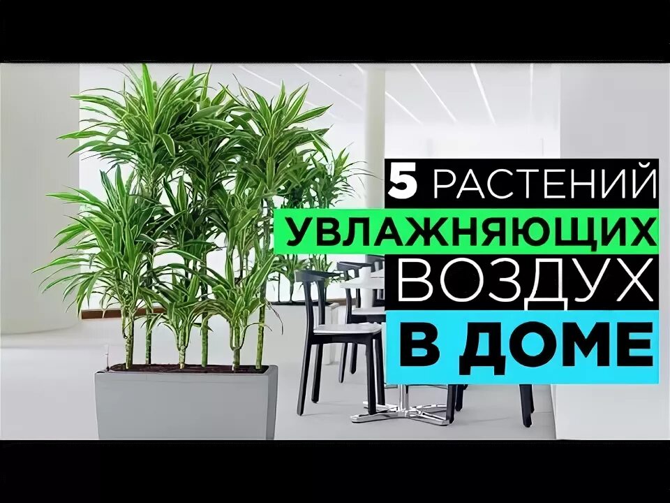 Цвет который очищает воздух. Растения очистители воздуха. растения очищающие воздух. комнатные цветы для очистки воздуха в квартире. цветок очиститель воздуха.