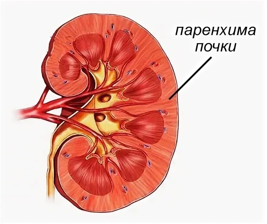 Паренхима почки что это. Строение паренхимы почки анатомия. Строма и паренхима почки. Строение почки человека паренхима.