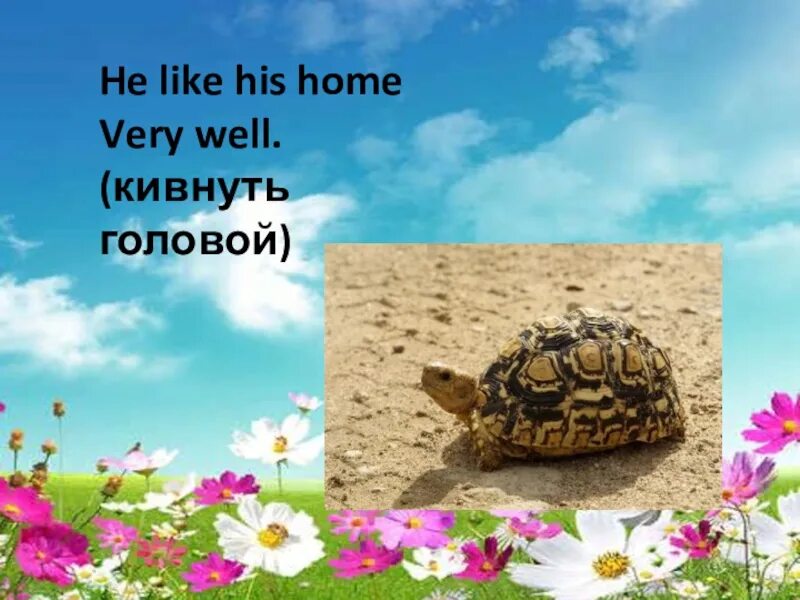 Черепах по английскому языку. Сообщение про черепашек. Turtle транскрипция. Черепах по английскому языку. Про черепаху на английском языке с переводом.