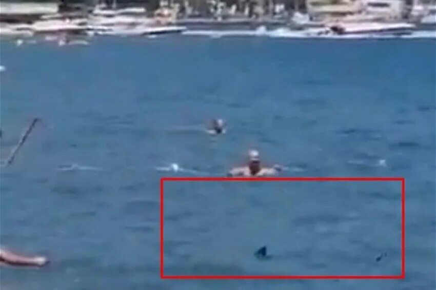 Второе нападение. Акула в Египте напала на туриста. Акула напалаала в Египте.