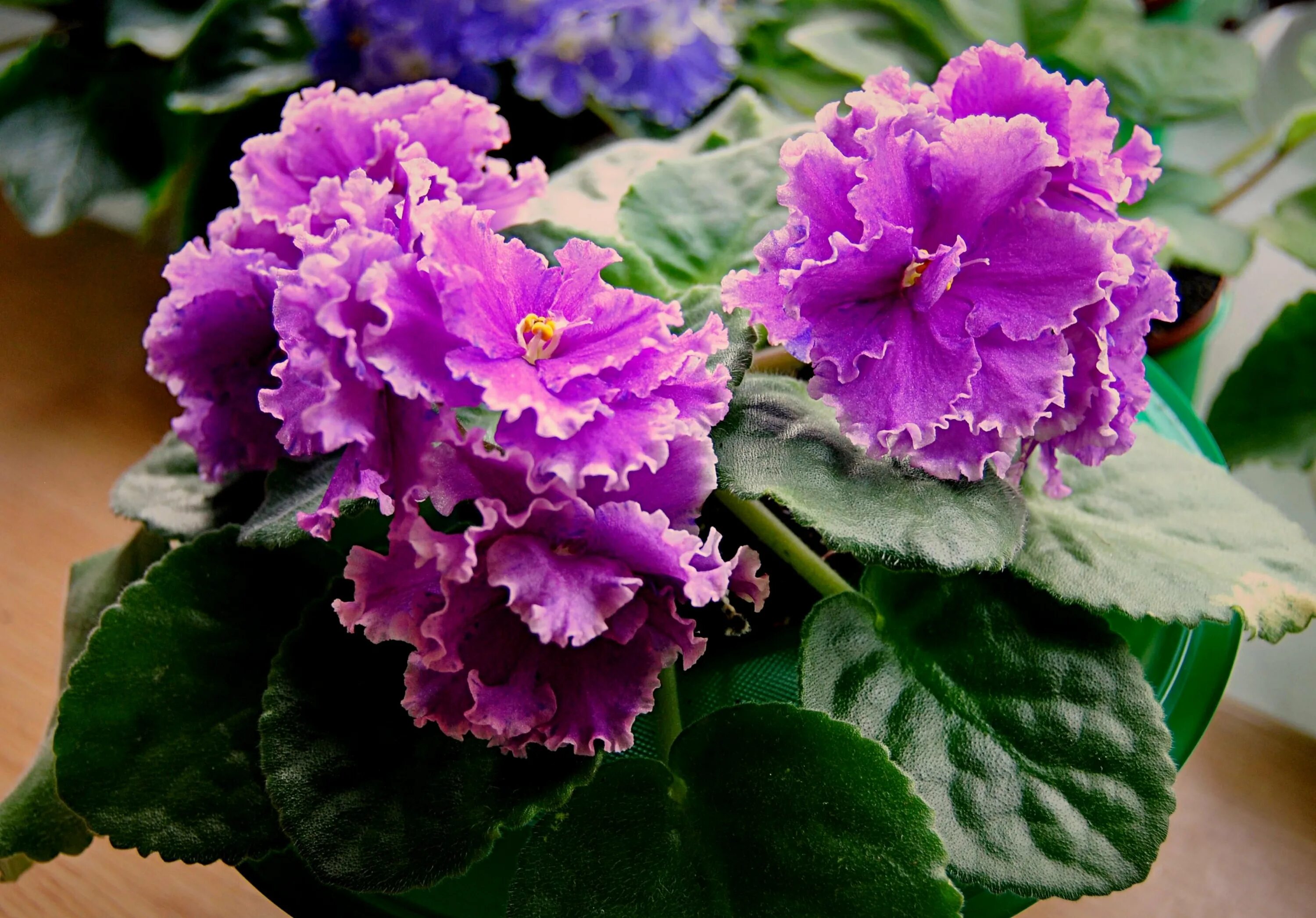 фиалка дамасская роза. фиалка кудрово. сорт фиалки мальва. фиалка кудрово. фиалка ав кринолин.