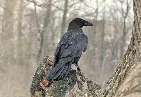 Ворона сидит спиной