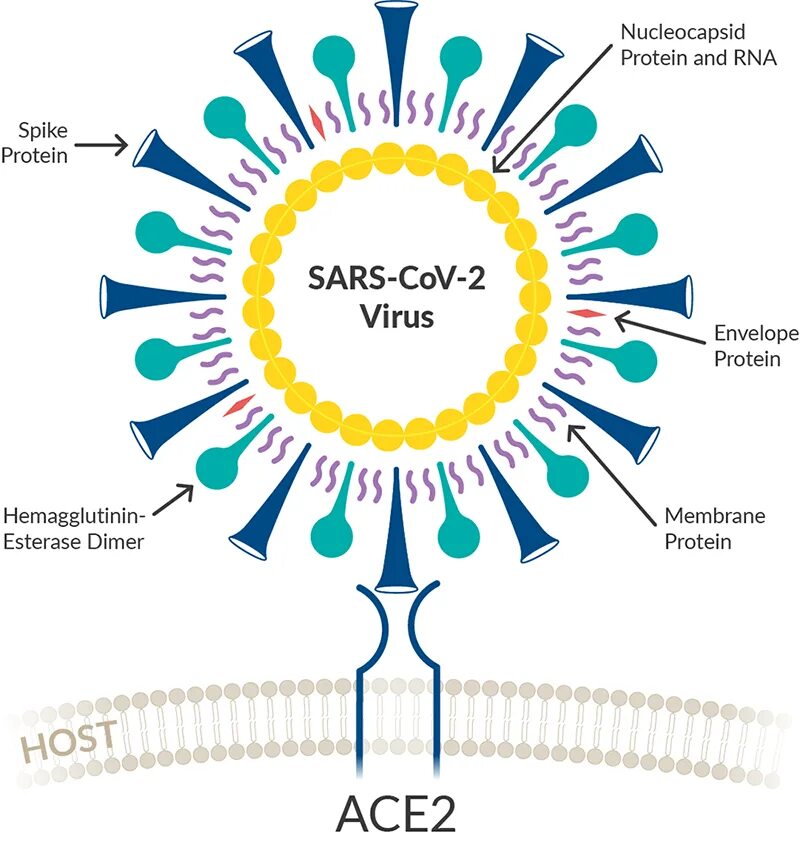 Вирус сарс группа патогенности. Строение вируса SARS-cov-2. Структура вируса SARS cov. Новый коронавирус SARS-cov-2 структура. Sarscov2.