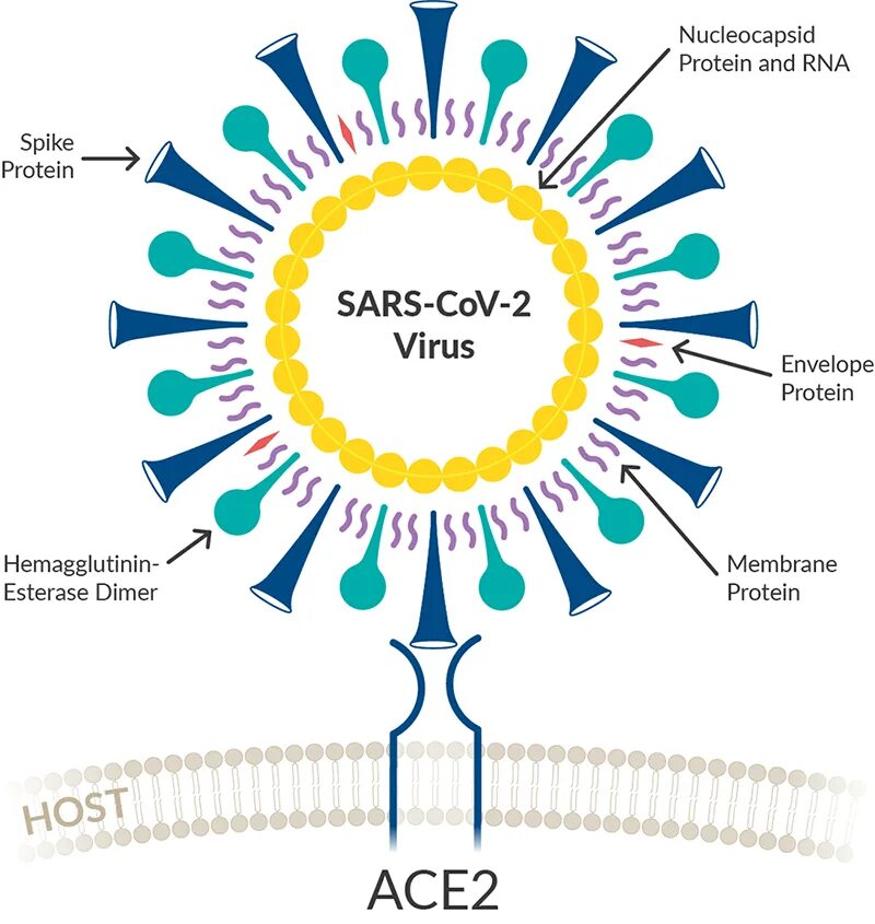 Новая коронавирус sars cov 2. Sars-cov-2. структура sars-cov-2. белок нуклеокапсида коронавирус. вирус сарс ков 2.