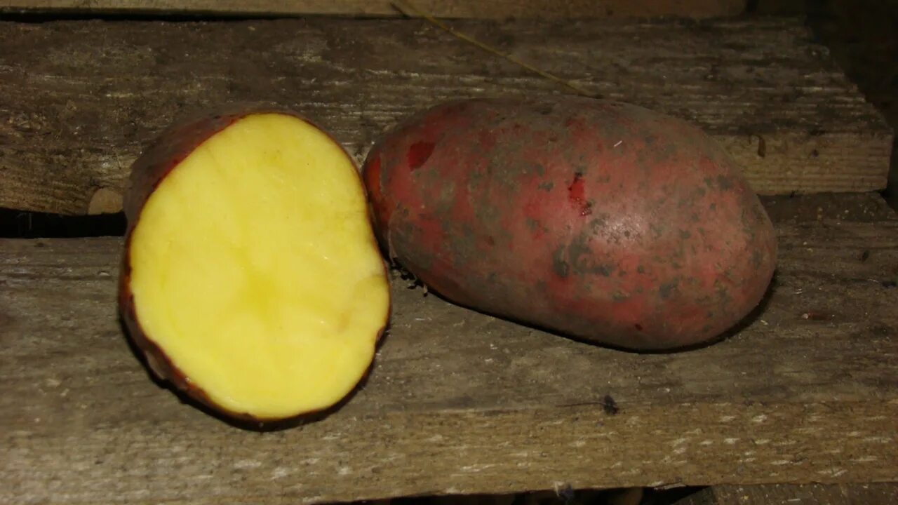 Желто красный картофель