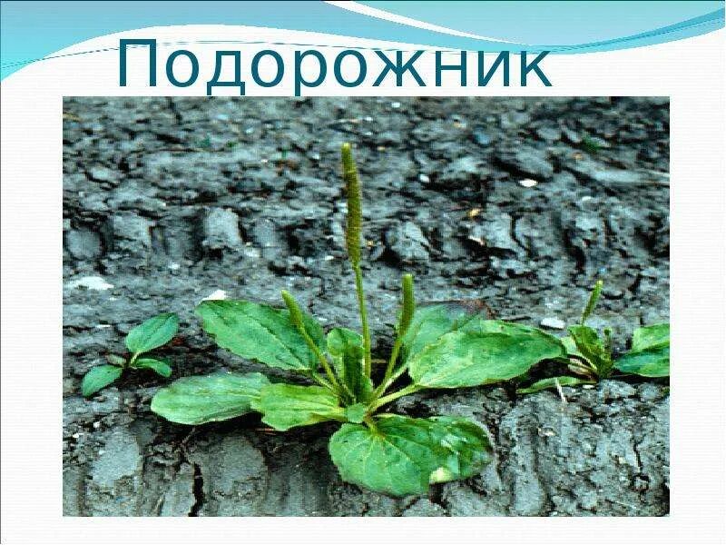 Картинка подорожника для детей в детском саду. Снежный подорожник 7 букв. Снежный воробей. Подорожник луговой. Подорожник пурпуреа.