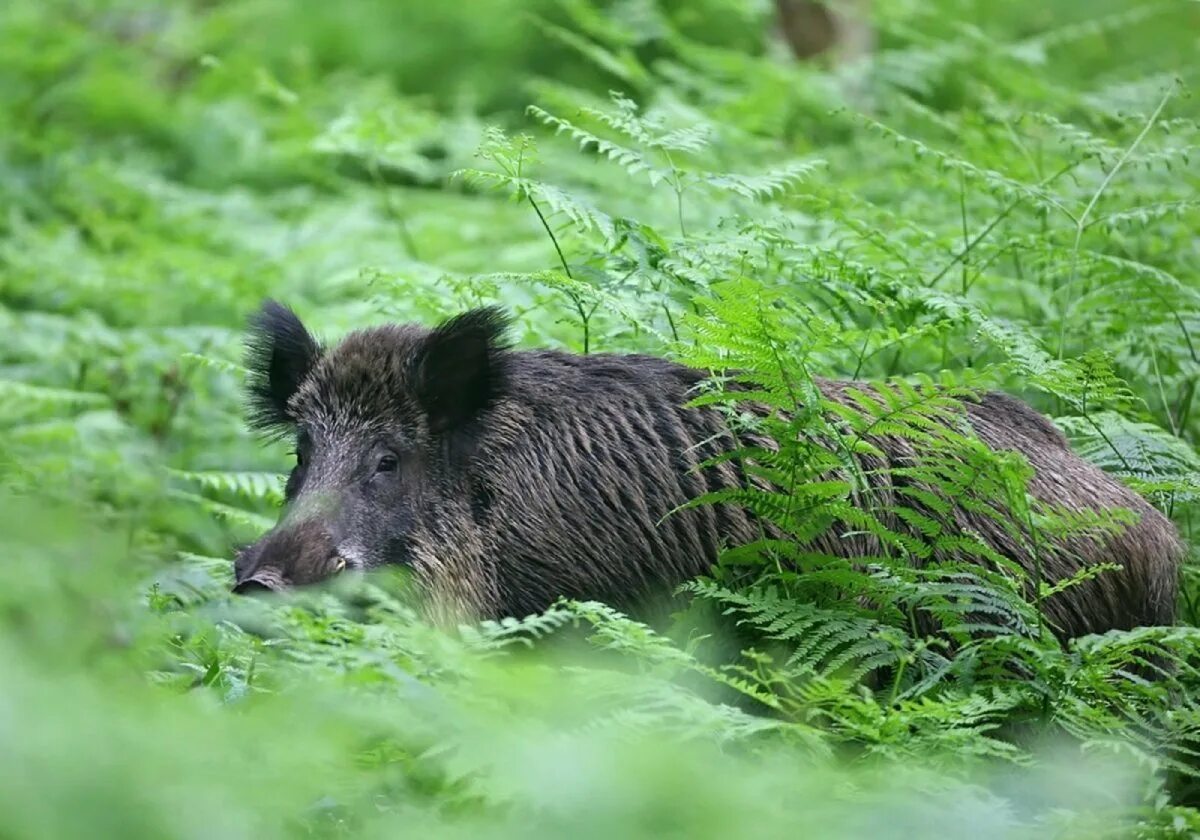 Мерседес кабан 140. Кабаны в крыму. Кабан в12. Кабан в лесу. Вепрь секач.