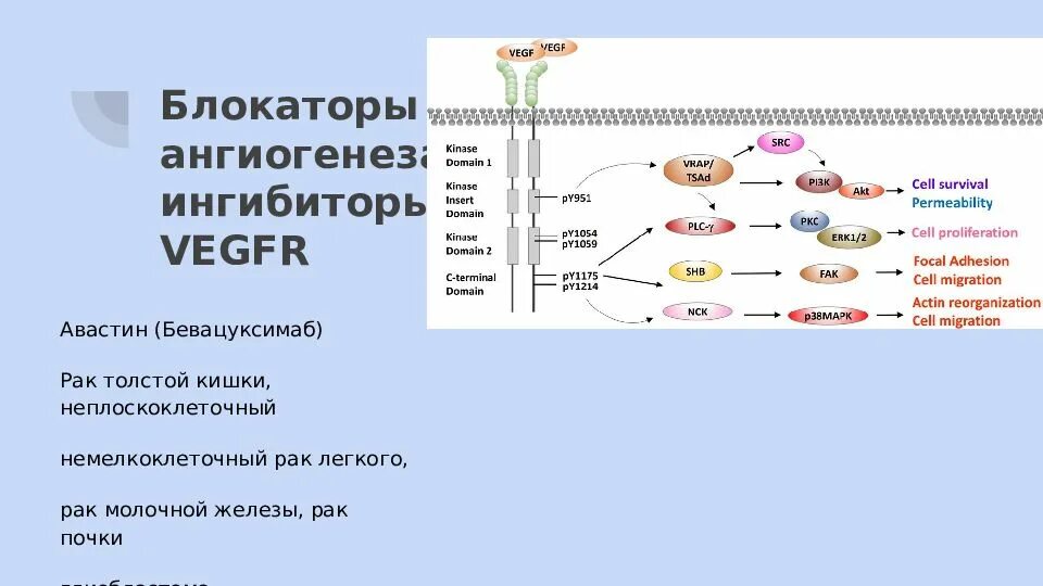 Таргетная терапия. Блокаторы ангиогенеза. Блокаторы ангиогенеза препараты. Блокатор ингибитора ангиогенеза. Ингибиторы рака