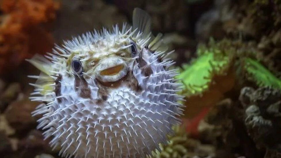 круглый пушистик. круглое существо. пушистый шарик с глазами. пушистик с глазами. пушистые чудики.