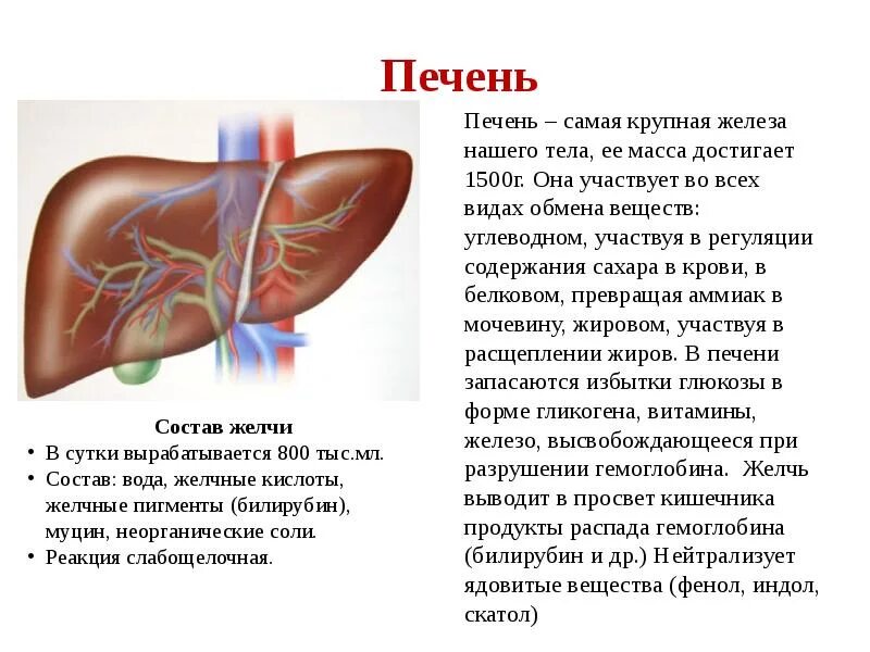 Что выводит печень. Строение печени анатомия кратко. Печень строение и функции в организме. Функции печени анатомия. Функции печени 8 класс кратко.