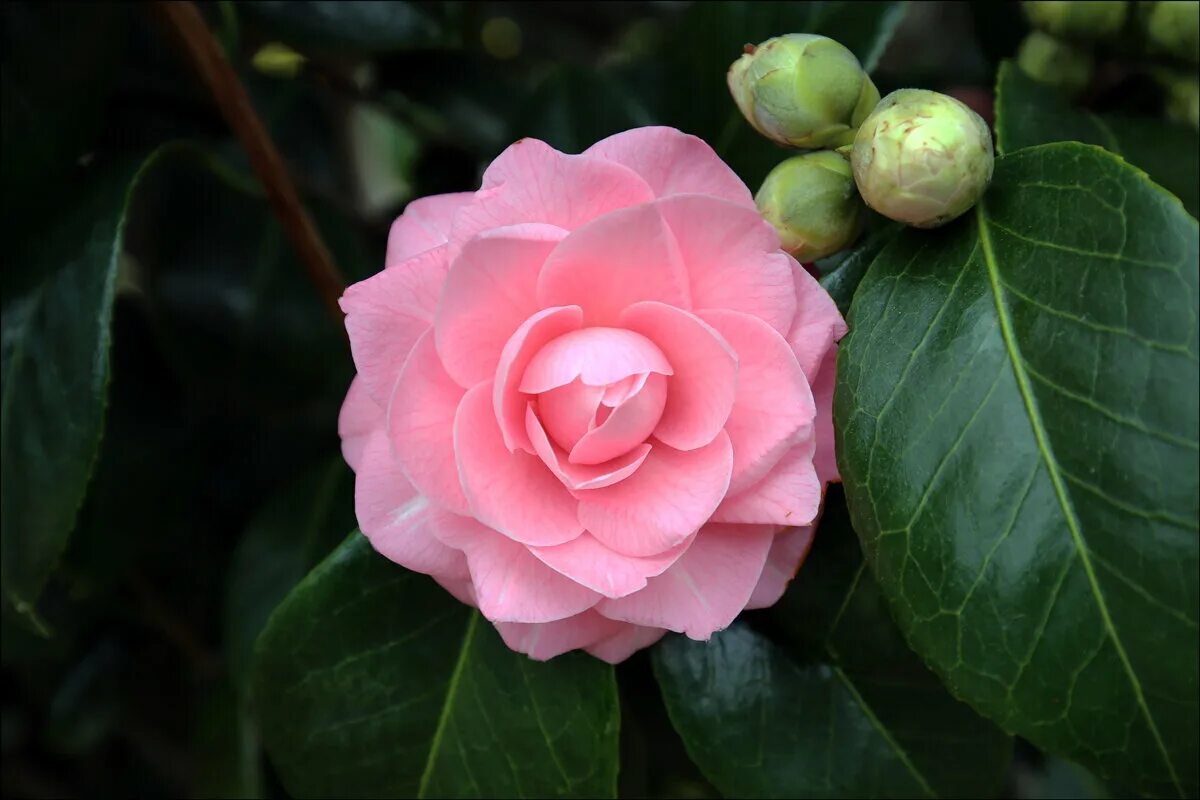 Лицо камелии. Camellia japonica Pink. Camellia japonica 'Pink perfection. Камелия японская семена. Камелия японская Пинк Камелия японская Пинк.