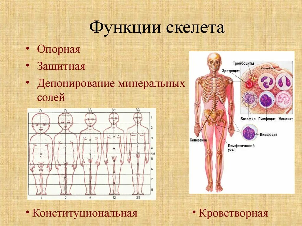 Функции скелета. Опорная функция скелета. Функции скелета опорная защитная кроветворная. Защитная и опорная функция..