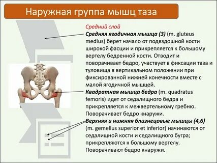 Седалищные бугры расстояние