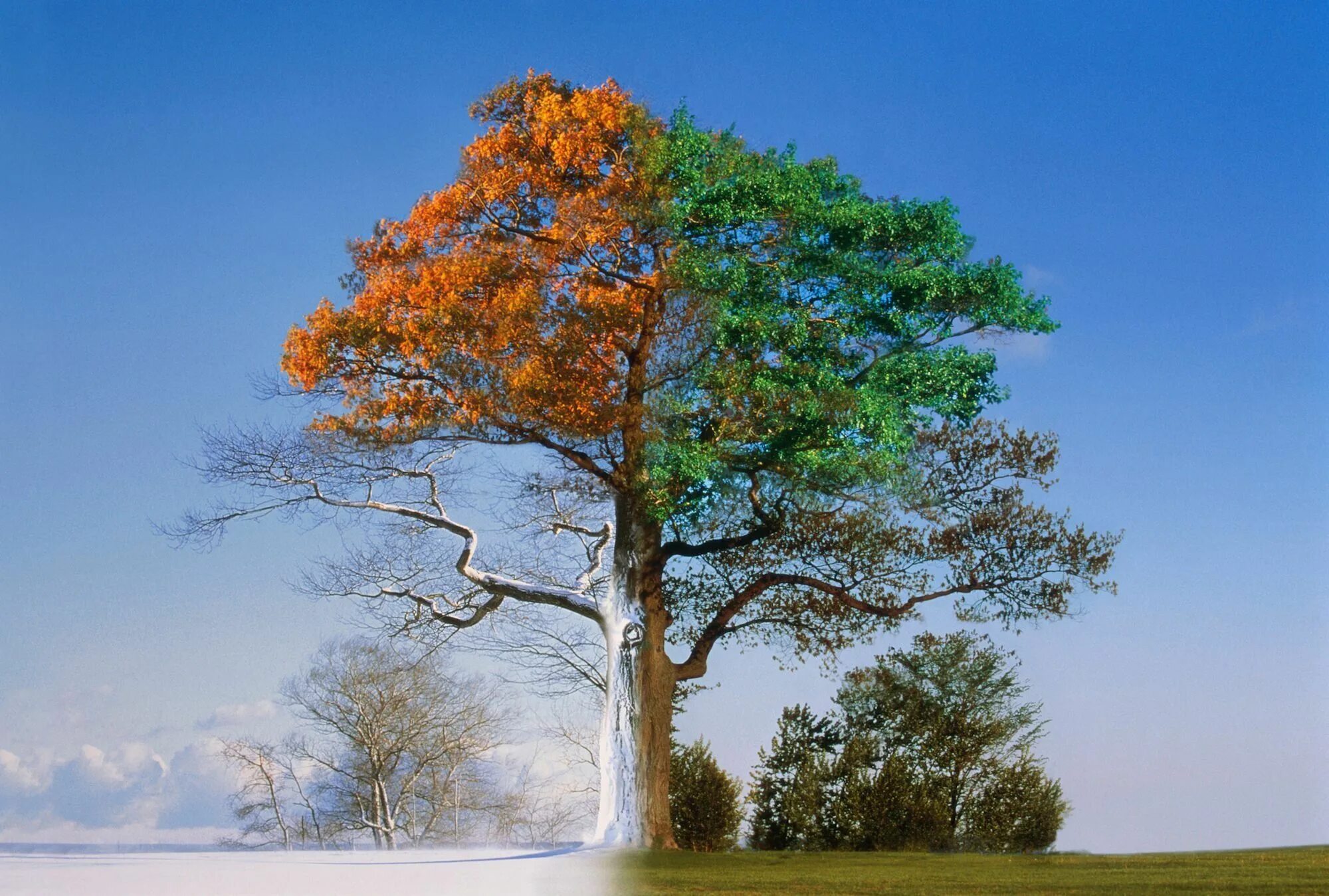 Seasons trees