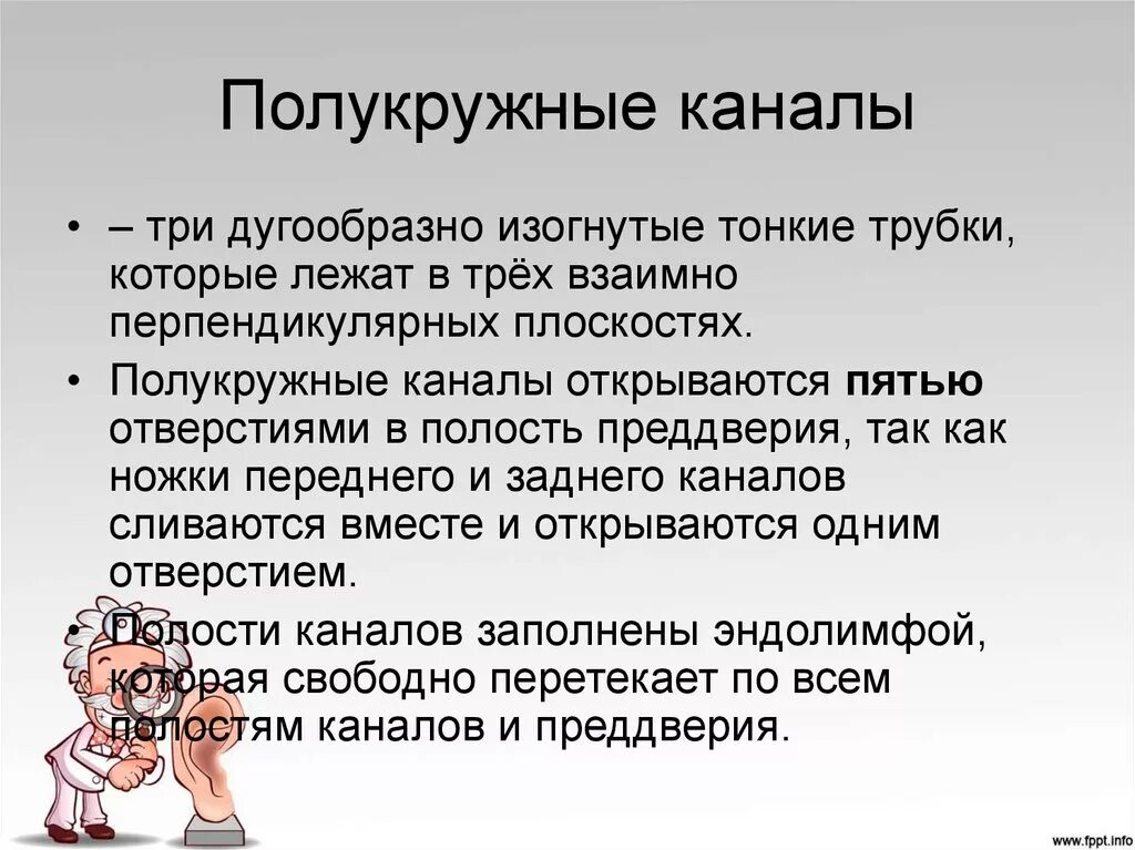 Три полукружных канала в ухе. Полукружные каналы функции. Три полукружных канала функции. Полукружные каналы уха функции. Роль полукружных каналов.