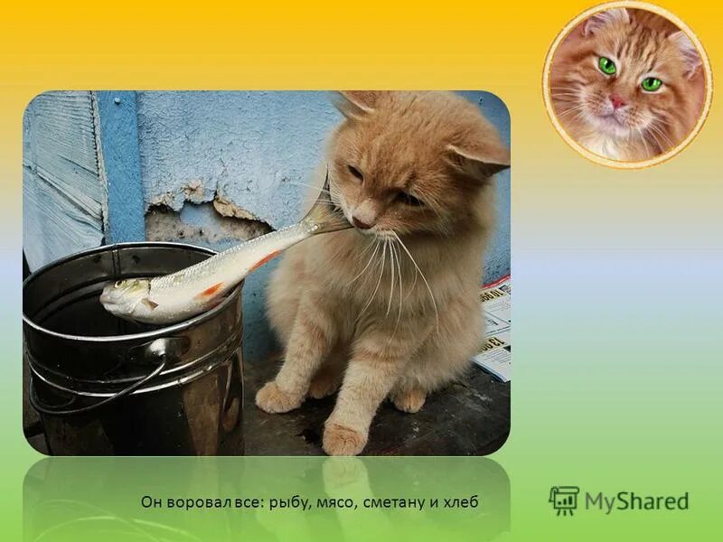 кот воровал всё рыбу мясо сметану. изложение про кота. кот ворует рыбу. котик ворует сметану. кот воровал все рыбу мясо сметану.