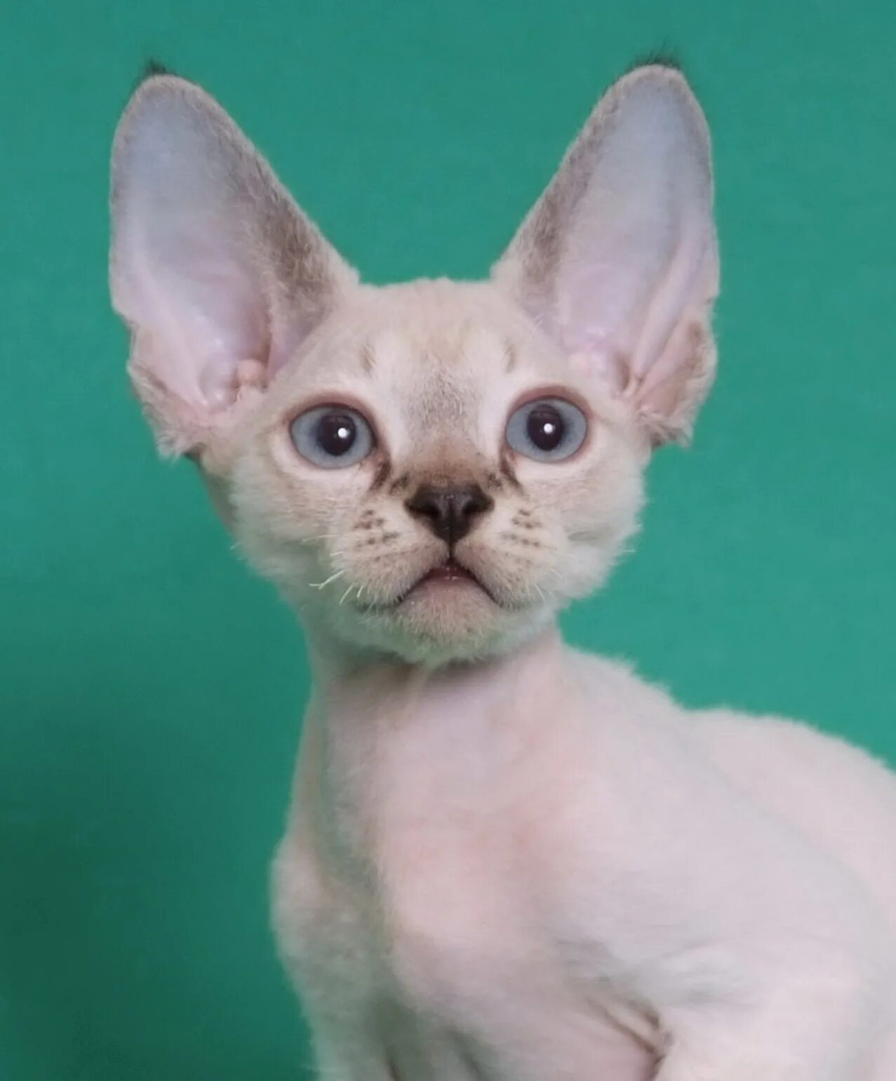 Сфинкс порода кошек петерболд. Донецкий сфинкс кошка. Гипоаллергенные кошки сфинкс. Канадский сфинкс страйт. Канадский сфинкс.