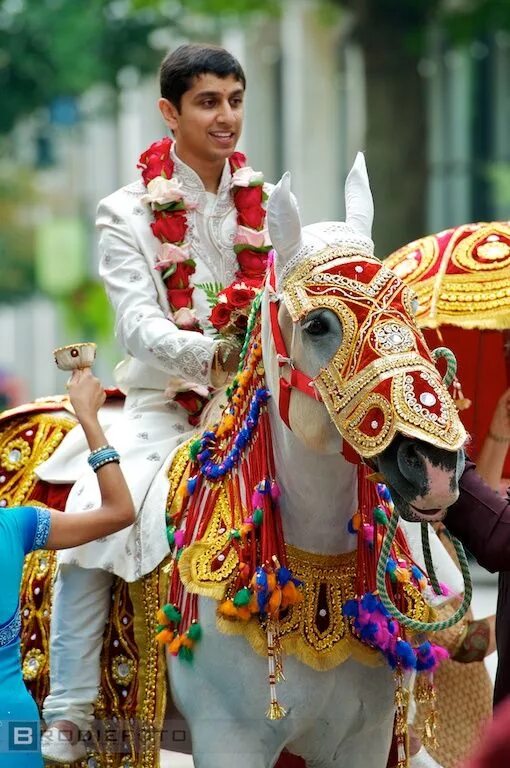 Indian horse. Индийская лошадь наряд. Обряд а Индии с лошадей. Фото индийских лошадей. Indian Groom.