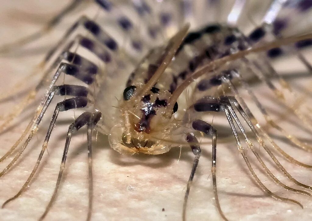 Скутигера. Скутигера клеопатра. scutigera coleoptrata. скутигера-мухоловка. личинка scutigera coleoptrata.