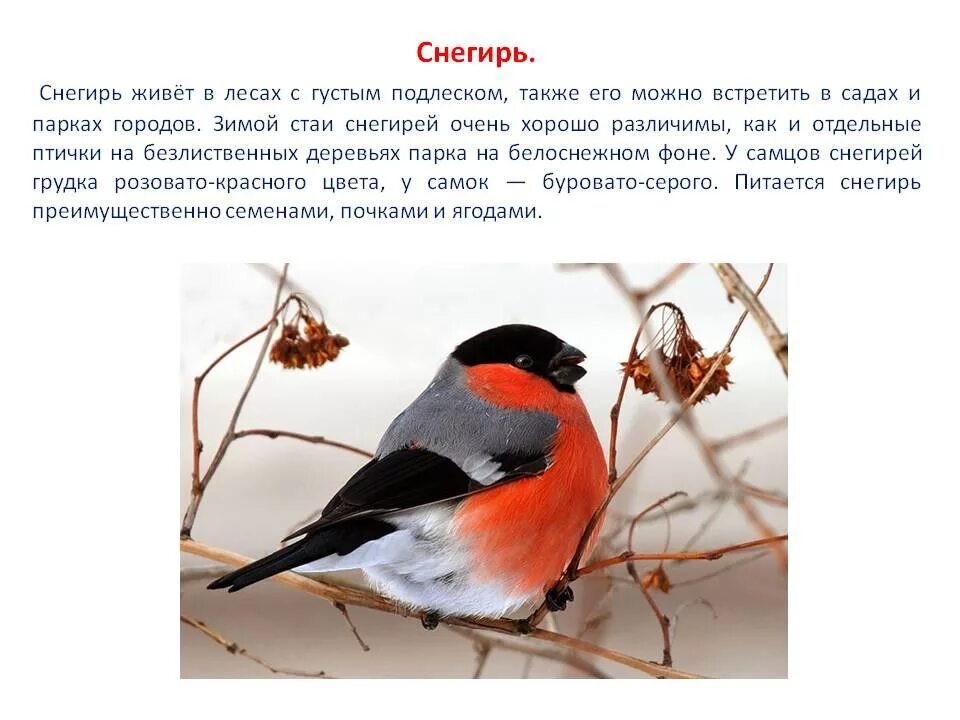 Зарегистрировать снегири