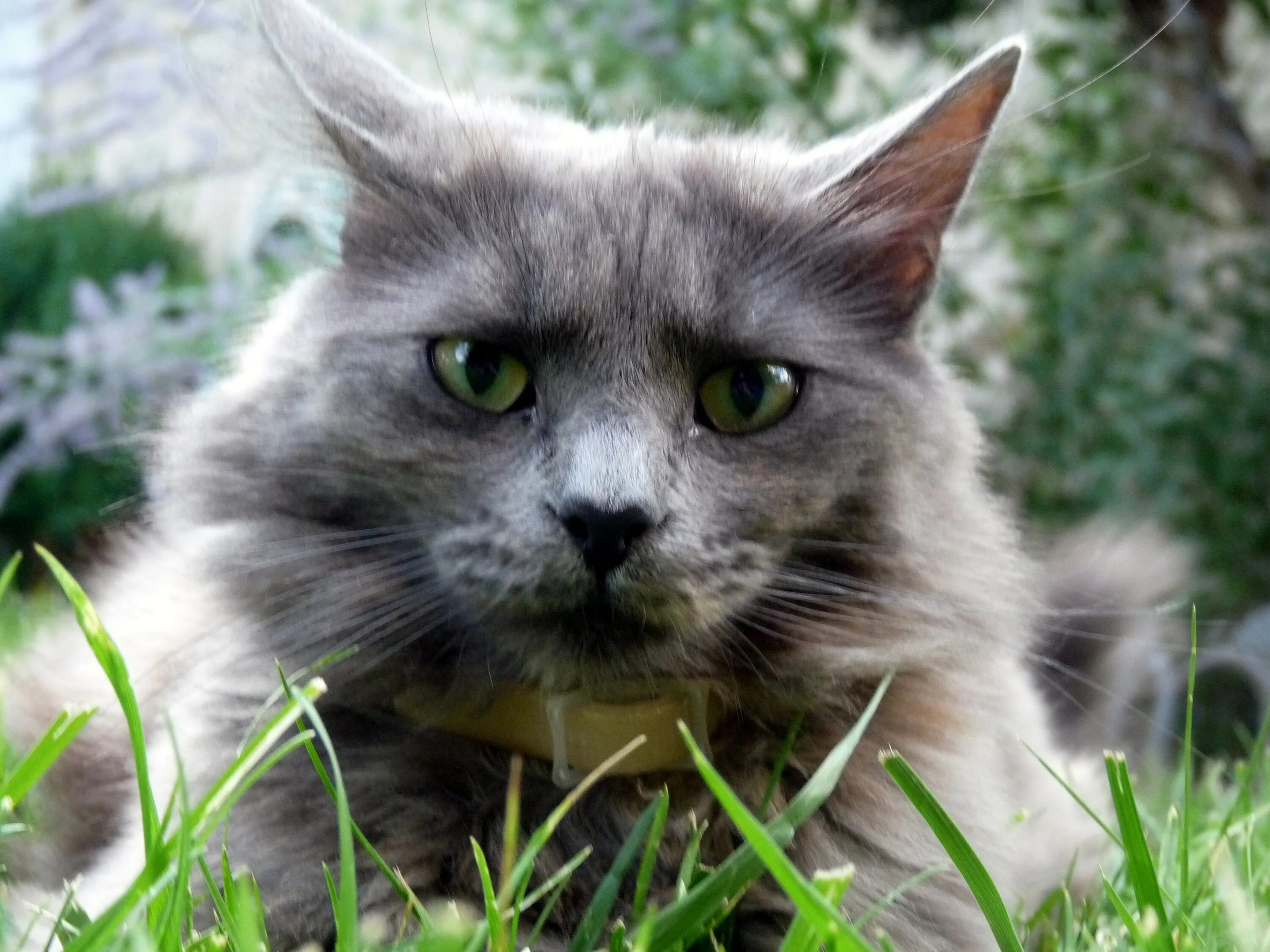 Игра серый кот. Счастливый кот. Кот хмурится. Домашняя длинношёрстная кошка. Кот в траве.