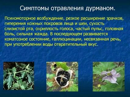 Дурман обыкновенный отравление