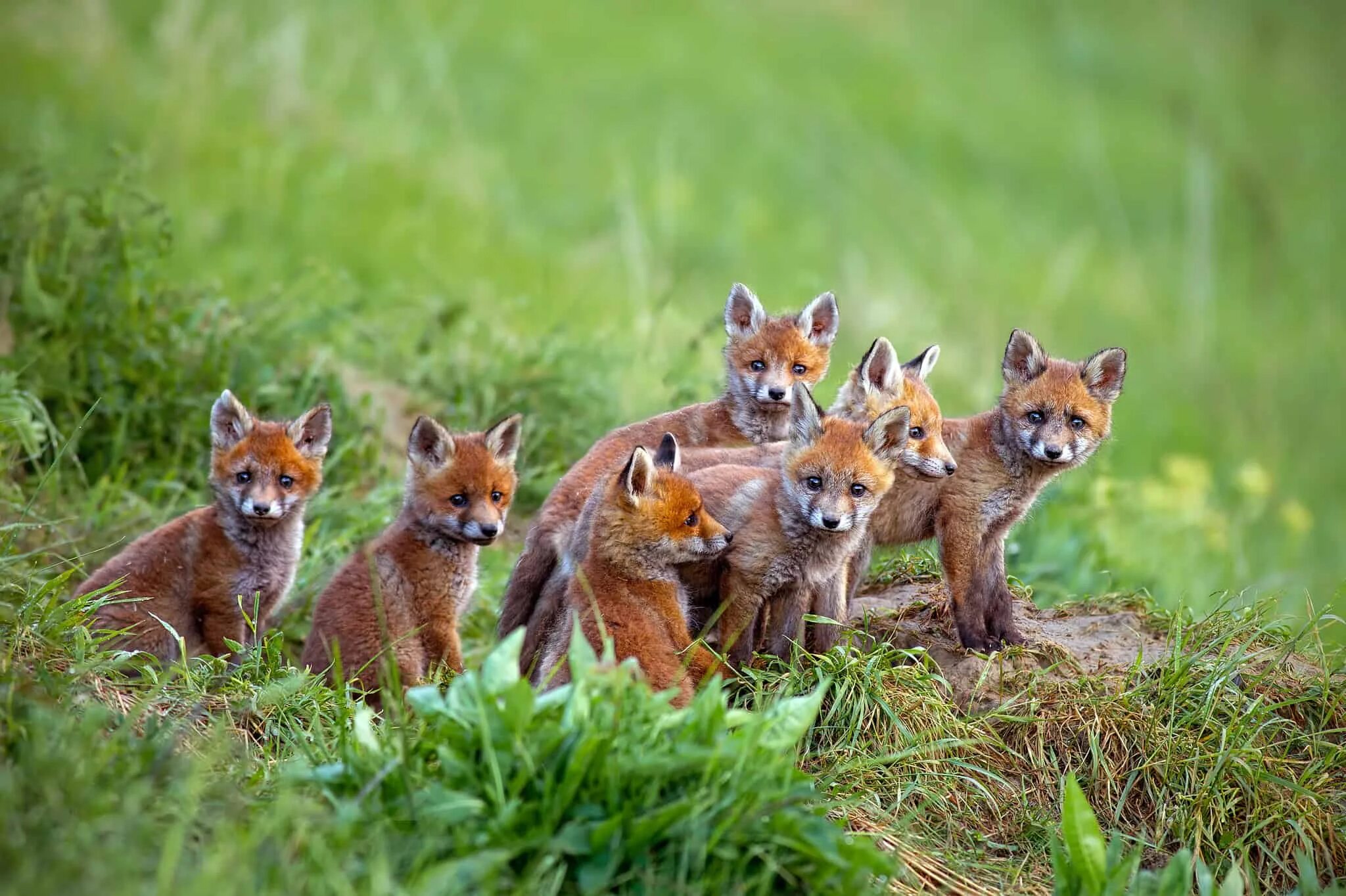 Fox time. Стая Лис. Стая лисиц. Много лисиц. Стая Лис фото.