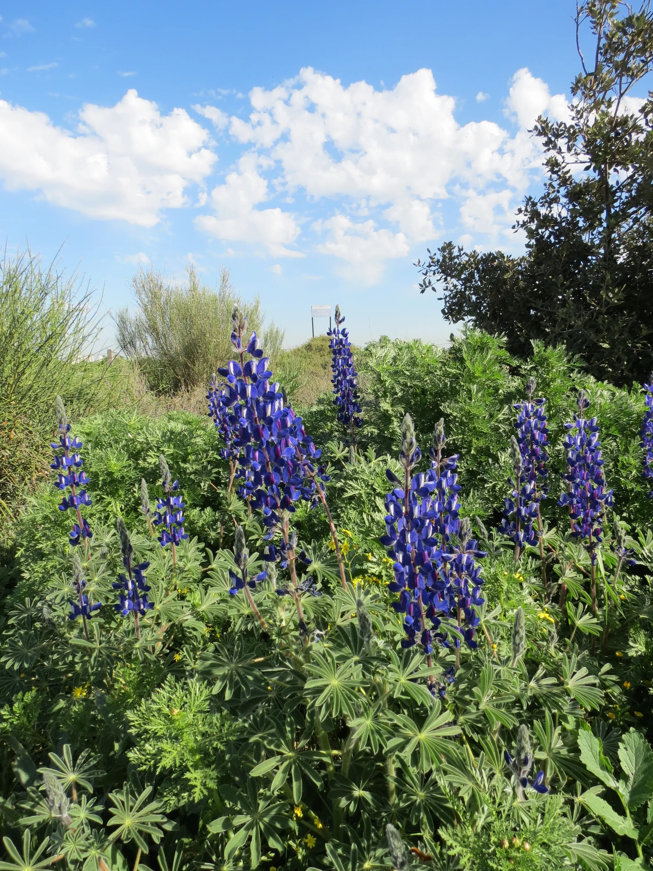 Free Images : flower, purple, summer, blue, wildflower, flowers, bluebonnet, lup
