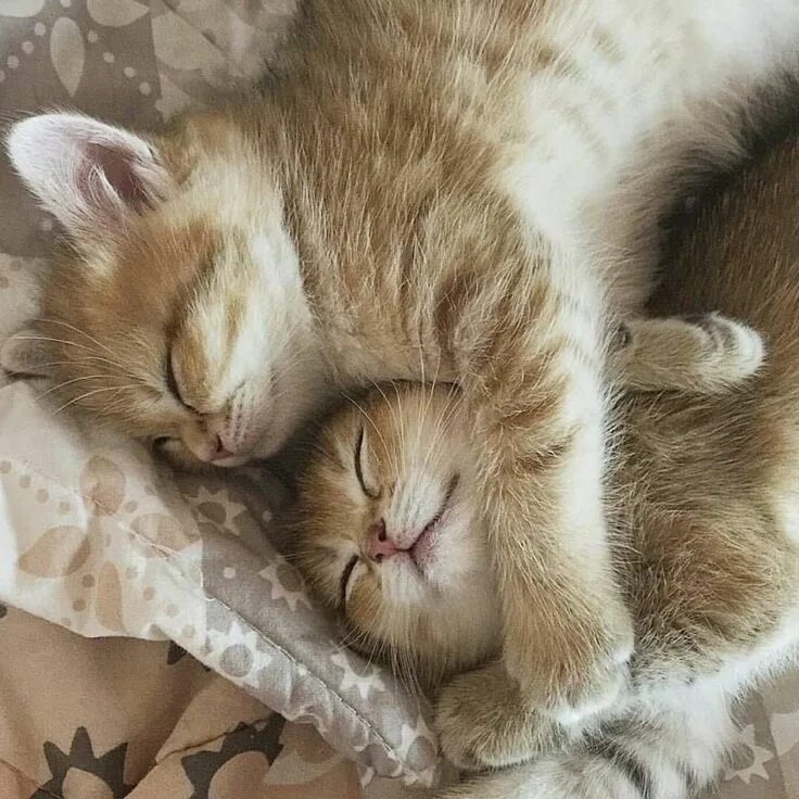 Картинки сладкой ночи с животными Good night Kittens cutest, Cute animals, Cute cat gif