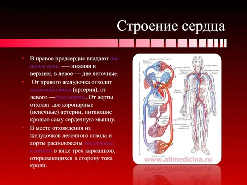 Кровеносные сосуды впадающие в правое предсердие. Строение сосудов кровеносной системы. вены впадающие в правое предсердие. артерии строение и функции.