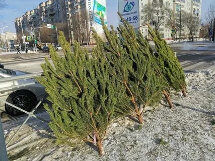 Почему не продают елки на улице 2023