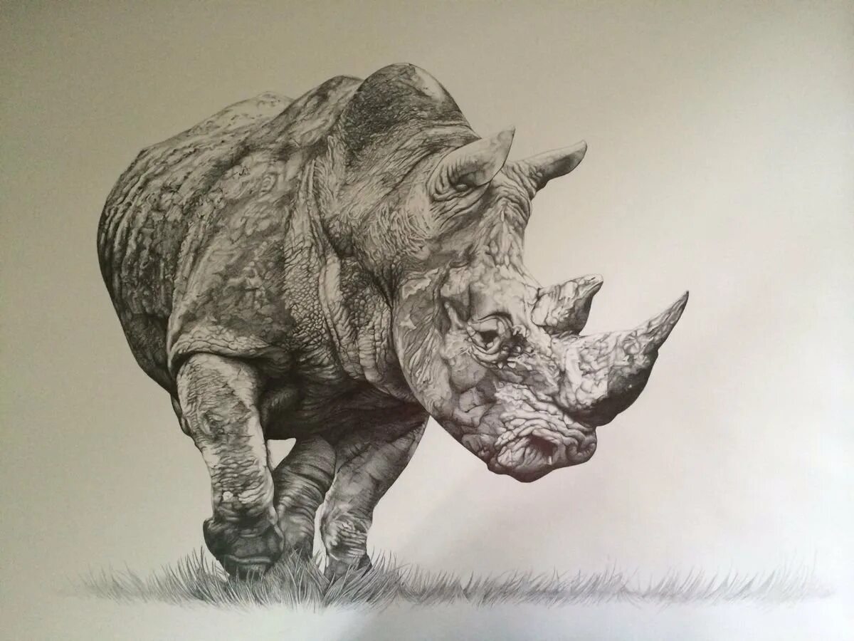 Широконосый носорог. Носорог арт. Носорог набросок.