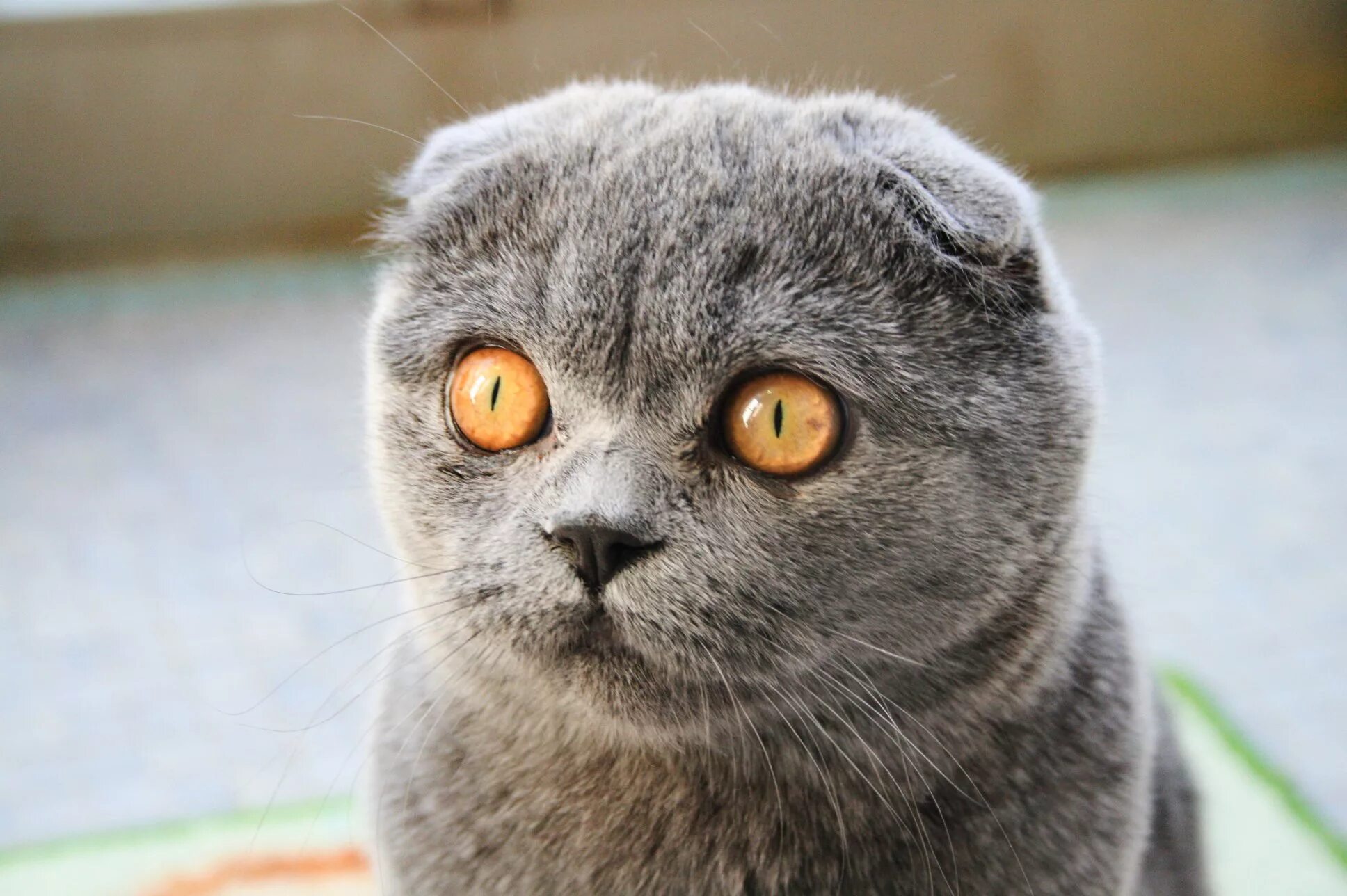 Рассмотрите фотографию кошки породы шотландская вислоухая. Скоттиш-фолд Шотландская. Шотланскаявислоухакошка. Шотландская кошка скоттиш фолд. Шотландская вислоухая скотишфолд.