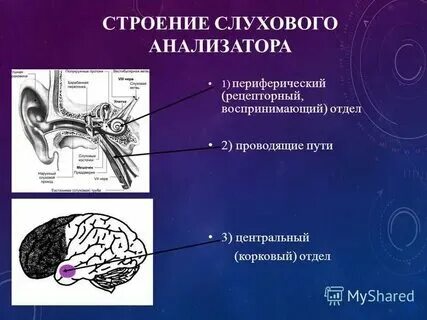 Слуховой нерв относится к какому отделу. Слуховой нерв относится к какому отделу