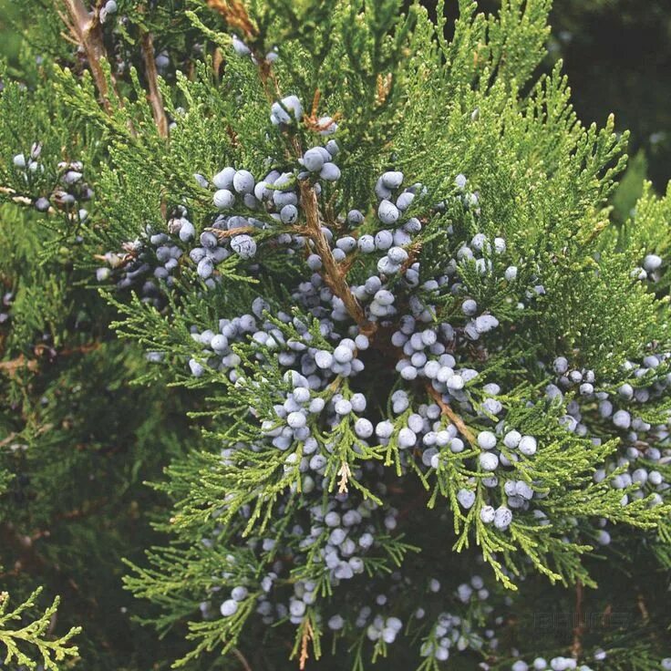 Berries, Garden, Plants