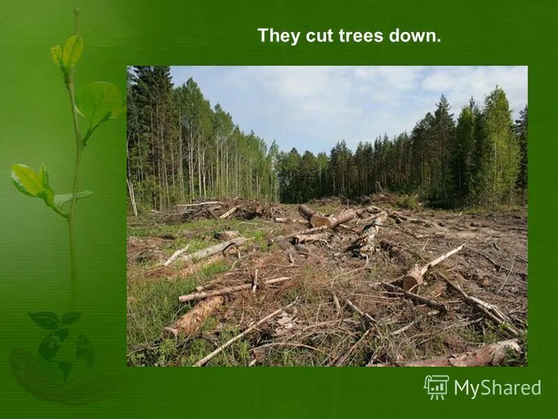 Cut down plant. Cut down. Фото they Cut down. Cut down Trees. Cut across Cut down.