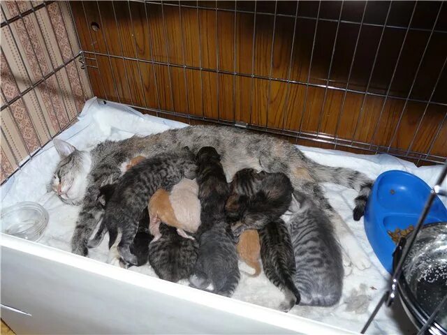 Прикорм для котят. Гнездо для новорожденных котят. Котики на продажу. Котята на 3 неделе жизни. Можно ли отдать котенка