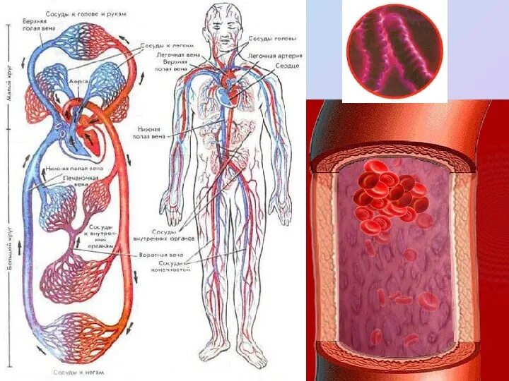 Сердечно-сосудистая система человека анатомия. Сердечная система анатомия. Сердечно-сосудистая система человека схема. Строение сердечно сосудистой системы. Девочки мальчики сосуда