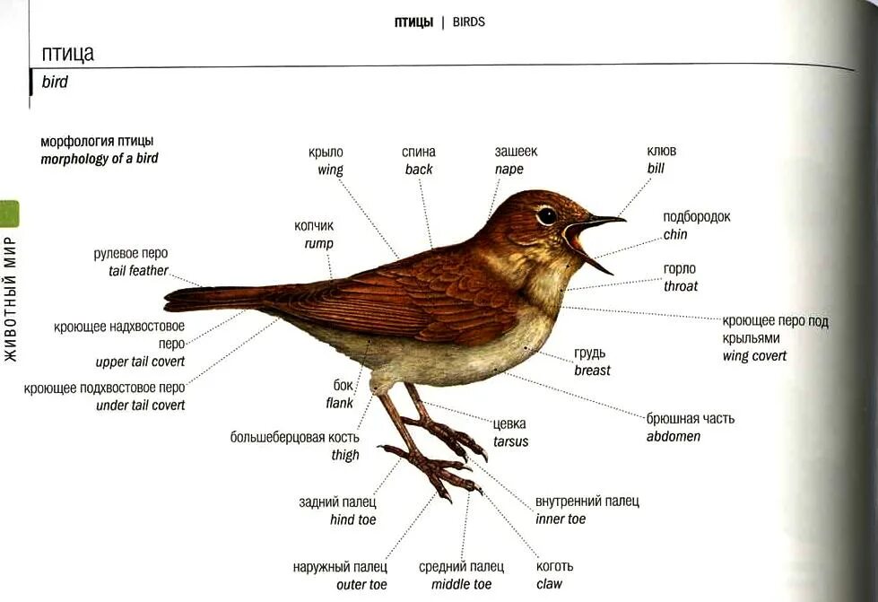 Строение воробья. Внешнее строение воробья. Изображение частей тела птицы. Части тела птицы на английском. Перевести птиц на английский