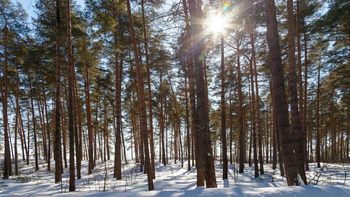 Зеленая роща чернолучье. Чернолучье сосновый бор зимний. лес сосновый бор канск. сосновый бор очер. сосновый бор кемерово весной.