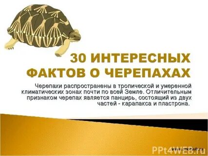 Черепаха интересные факты