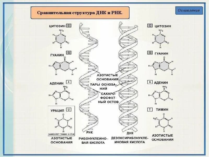 Азотистые основания нуклеотидов днк. Структура днк азотистые основания. строение днк азотистые основания. днк азотистые основания днк. азотистые основания днк и рнк.