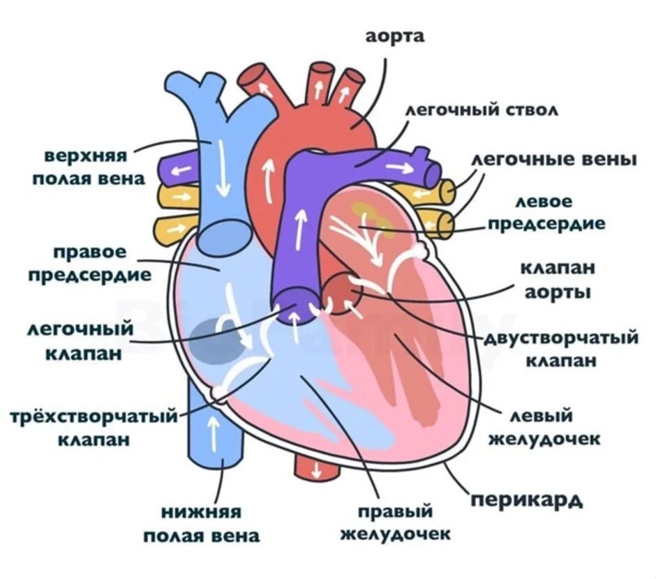 В правом предсердии содержится