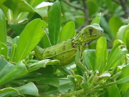 Animal greens
