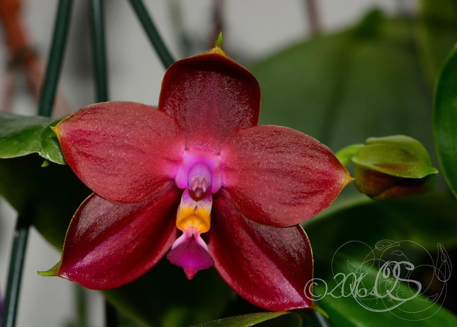 Фаленопсис Беар Кинг. Фаленопсис LD'S Bear King. Phal. LD'S Bear King 'rh-3'. Phal LD Bear King. Cold san