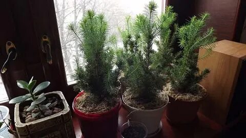 Ель коника домашняя как ухаживать в горшке