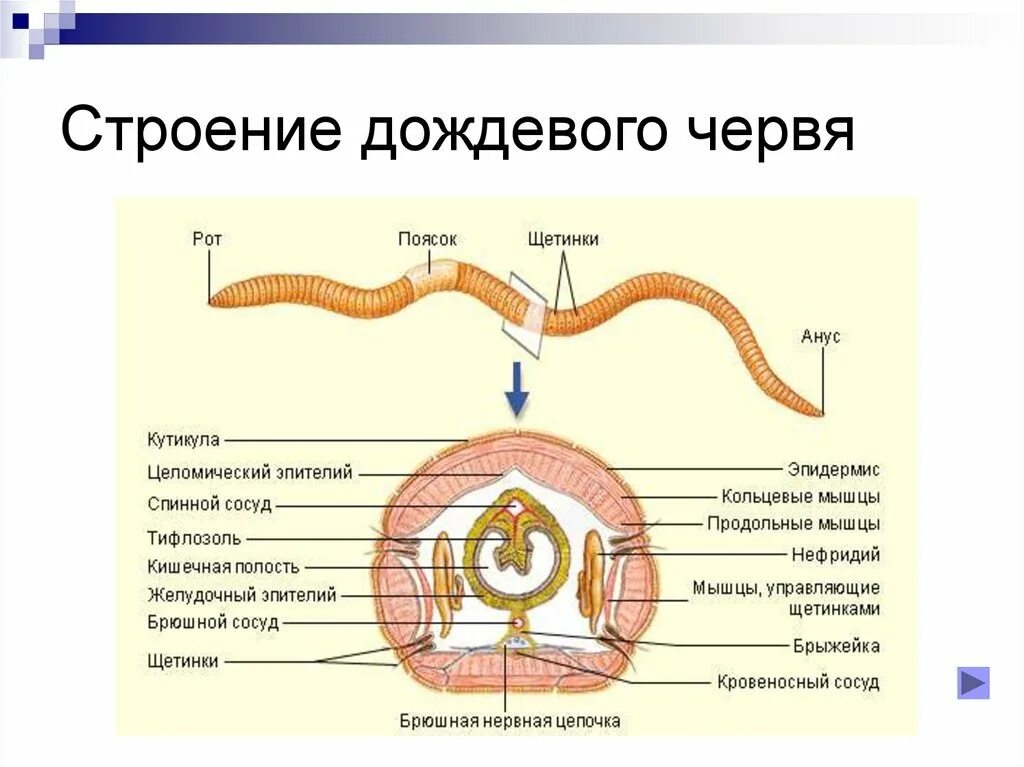 На рисунке изображен кольчатый червь